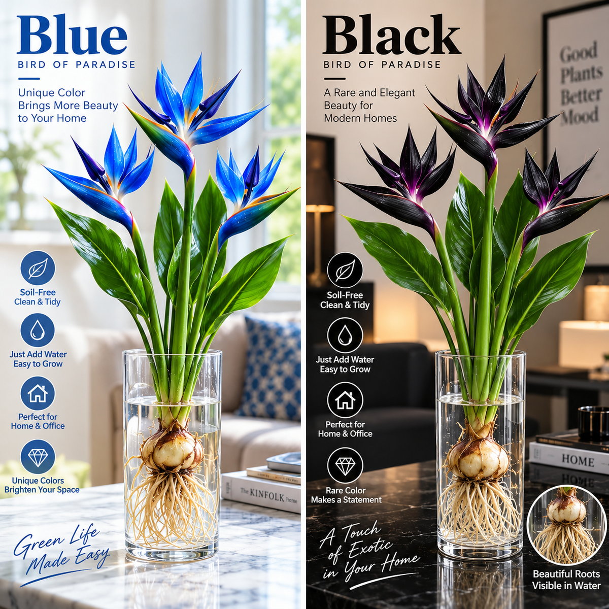 đïž Hydroponic Bird of Paradise Starter â Tropical Water-Grown Indoor Plant đ§đ±