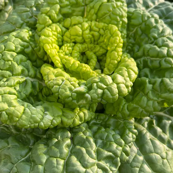 Brassica Narinosa magvak (WuTat Choy)