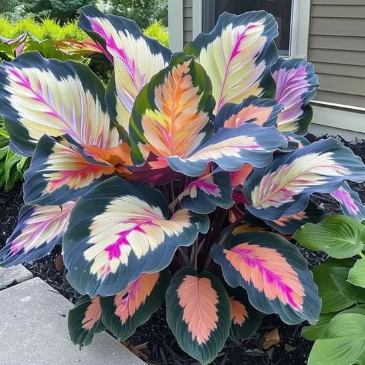 🌿 Színes hosta magok – az árnyék királya a kertben! 🌿