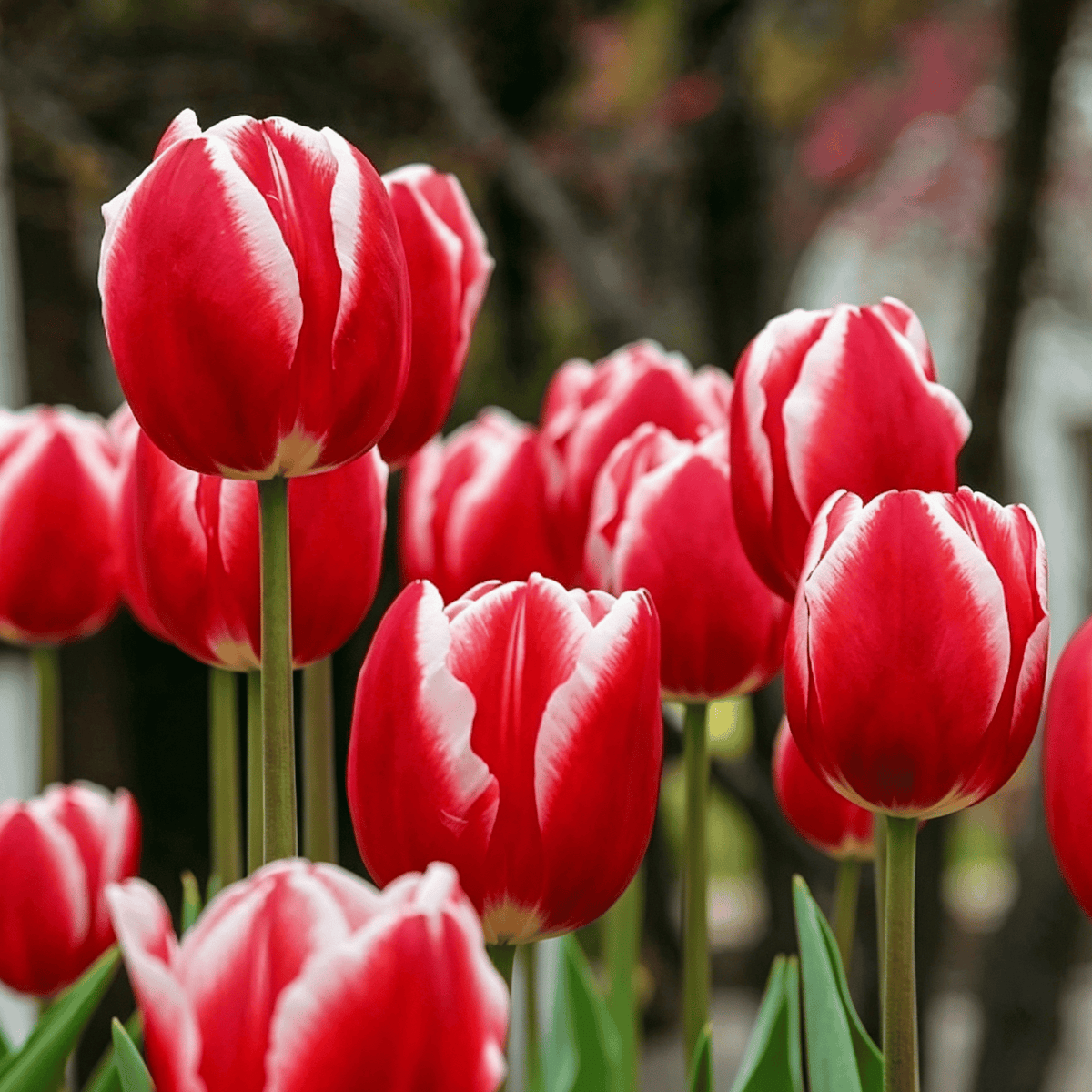 đ·Ritka tulipĂĄnmagok â SzĂnes tavaszi virĂĄgok cserepekbe, szegĂ©lyekbe Ă©s kertekbe