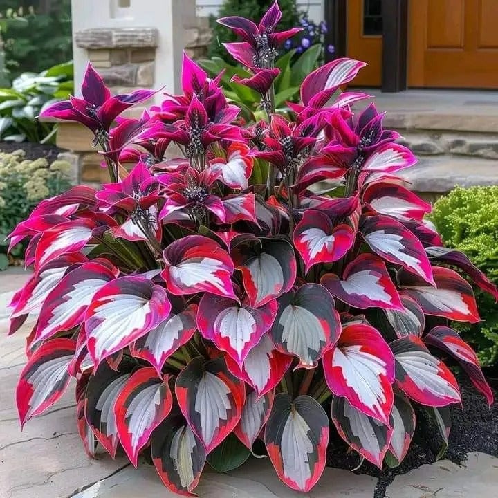 🎁Különleges ajánlat 2025🍃Ritka hosta magok🌿