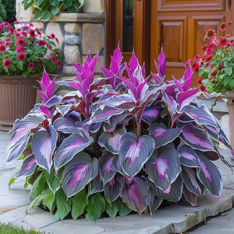 🎁Különleges ajánlat 2025🍃Ritka hosta magok🌿