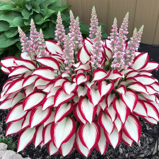 🎁Különleges ajánlat 2025🍃Ritka hosta magok🌿