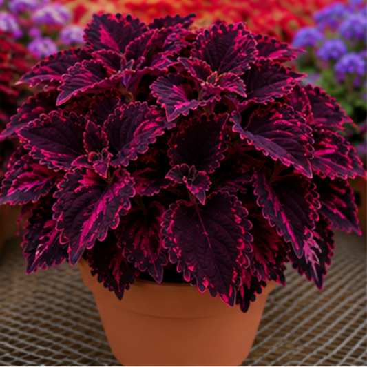 🌿Coleus hagymák🌷 – Töltsd meg kertedet színnel🌈
