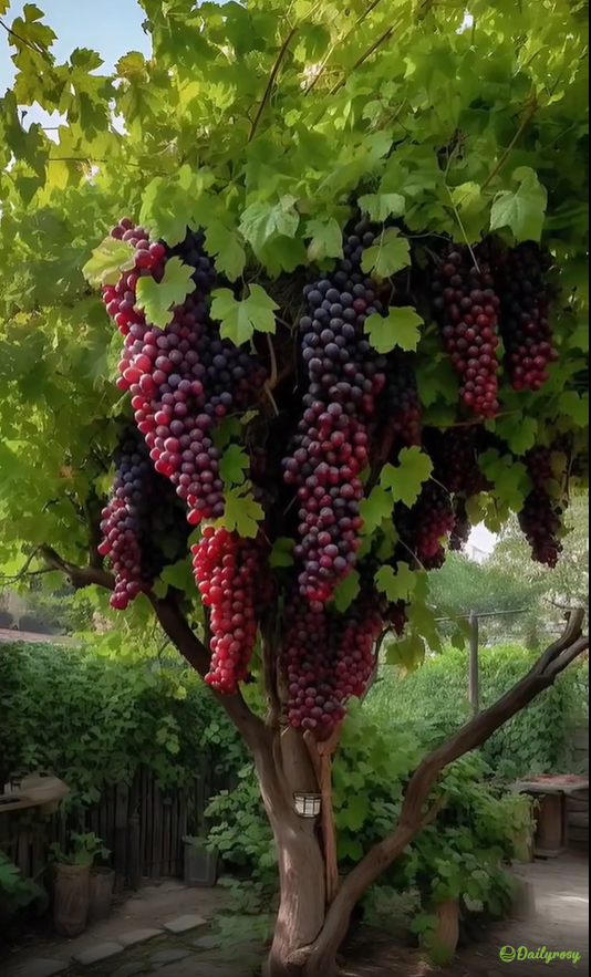 Óriás szőlőmagok: vékony héjúak, nagyok és mag nélküliek 🍇🌿