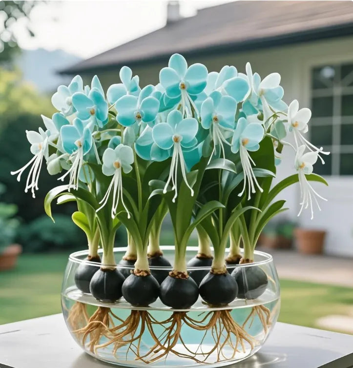 Phalaenopsis lámpás virághagymák