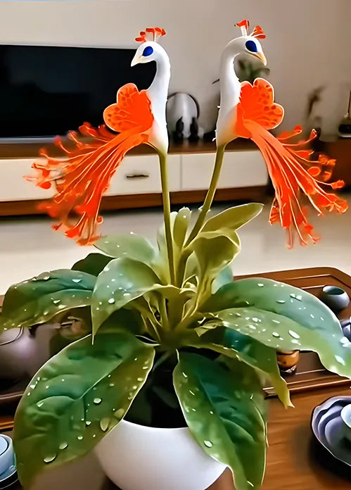 đș PĂĄva orchidea magok