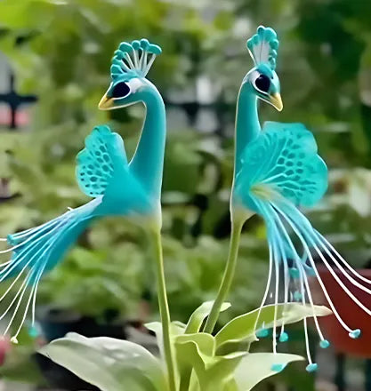 đș PĂĄva orchidea magok