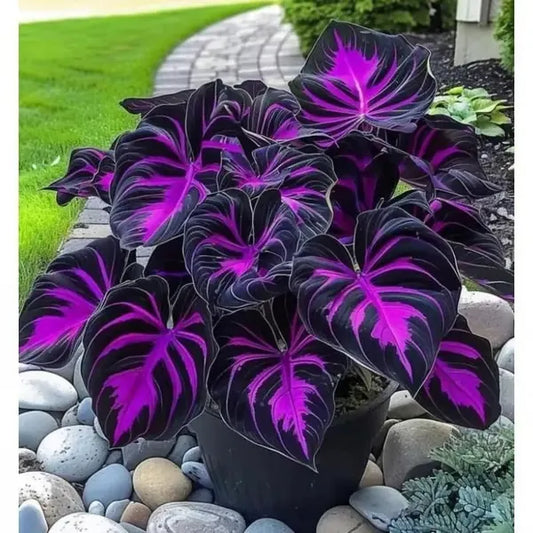 🔥🔥Az akció utolsó napja🔥Ritka prémium hosta magok🌿Árnyéktűrő növény