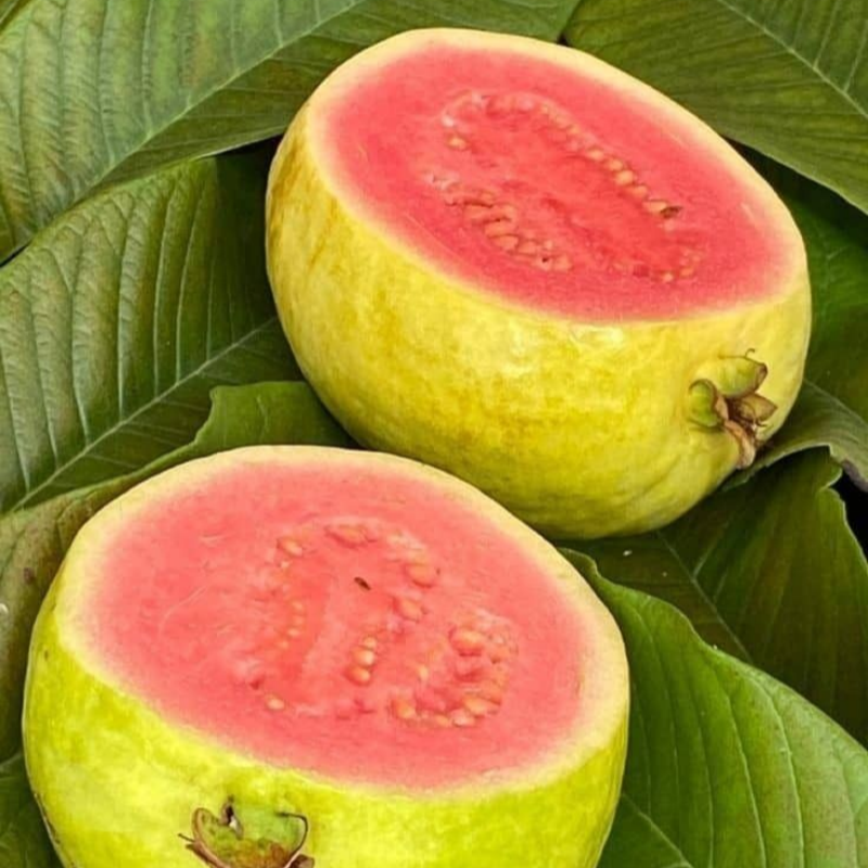 đ„Organikus rĂłzsaszĂn guava magok | đżGyors csĂrĂĄzĂĄsra elĆkĂ©szĂtve (99%-os csĂrĂĄzĂĄs)