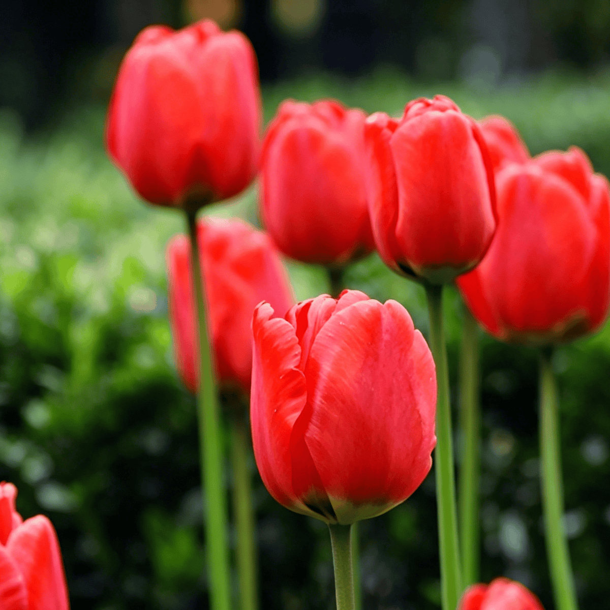 đ·Ritka tulipĂĄnmagok â SzĂnes tavaszi virĂĄgok cserepekbe, szegĂ©lyekbe Ă©s kertekbe