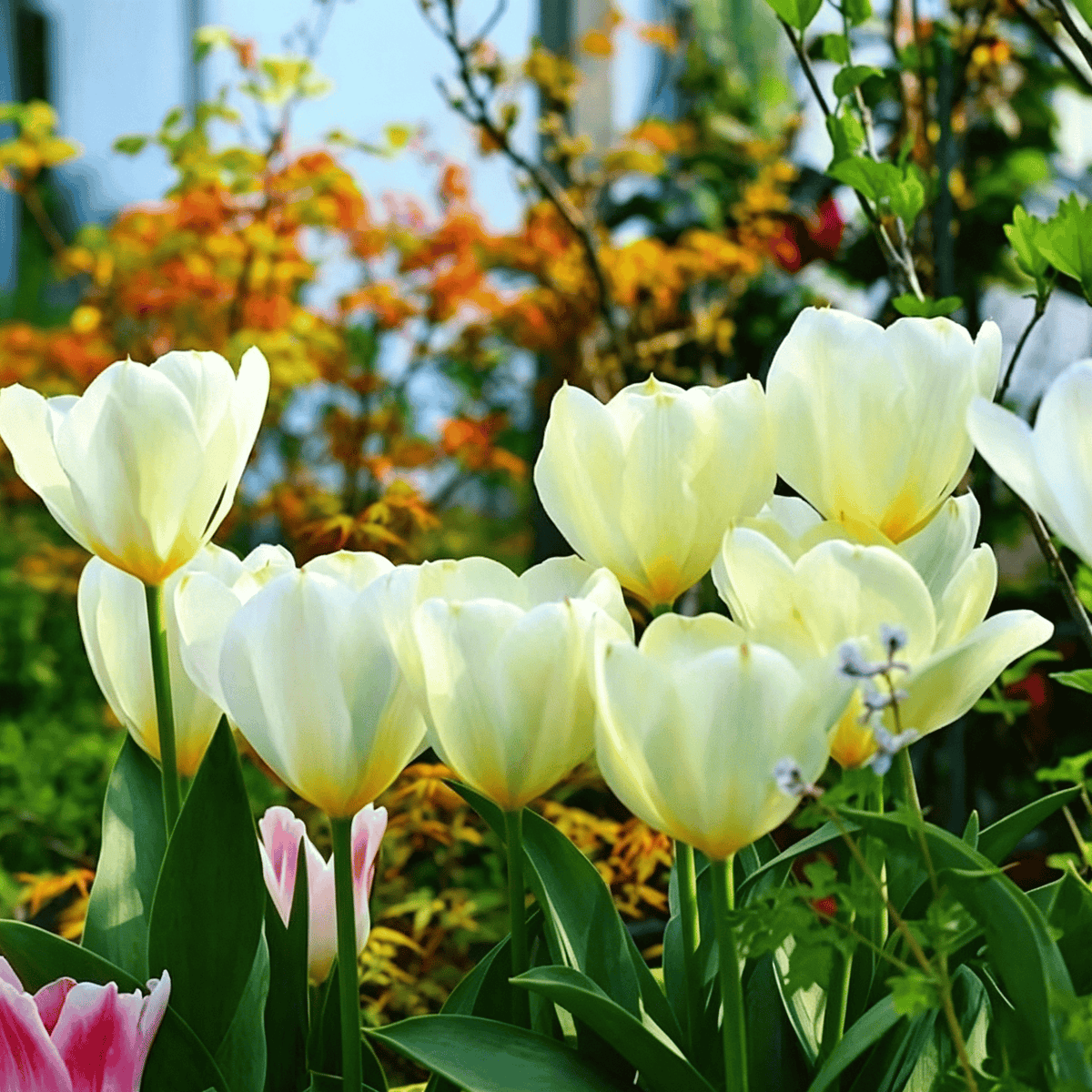 đ·Ritka tulipĂĄnmagok â SzĂnes tavaszi virĂĄgok cserepekbe, szegĂ©lyekbe Ă©s kertekbe