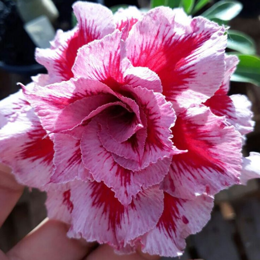 🎁Sivatagi rózsák hagymái🌵Nagyon könnyű gondozni! 🌸Adenium Obesum hagymák