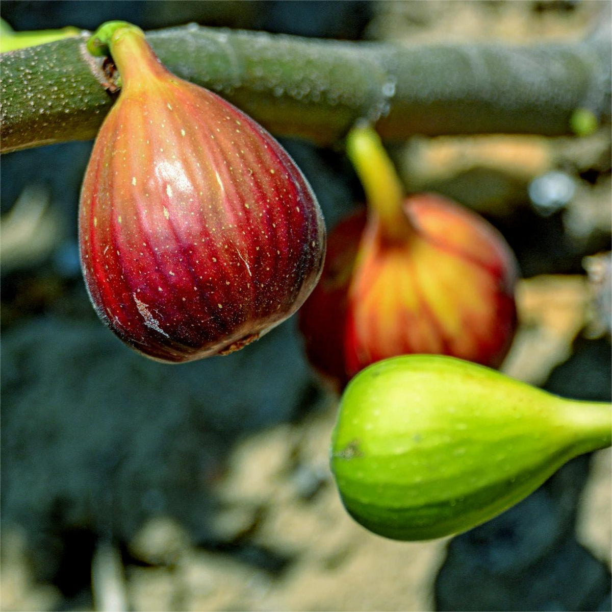 SweetHarvest fügemagok