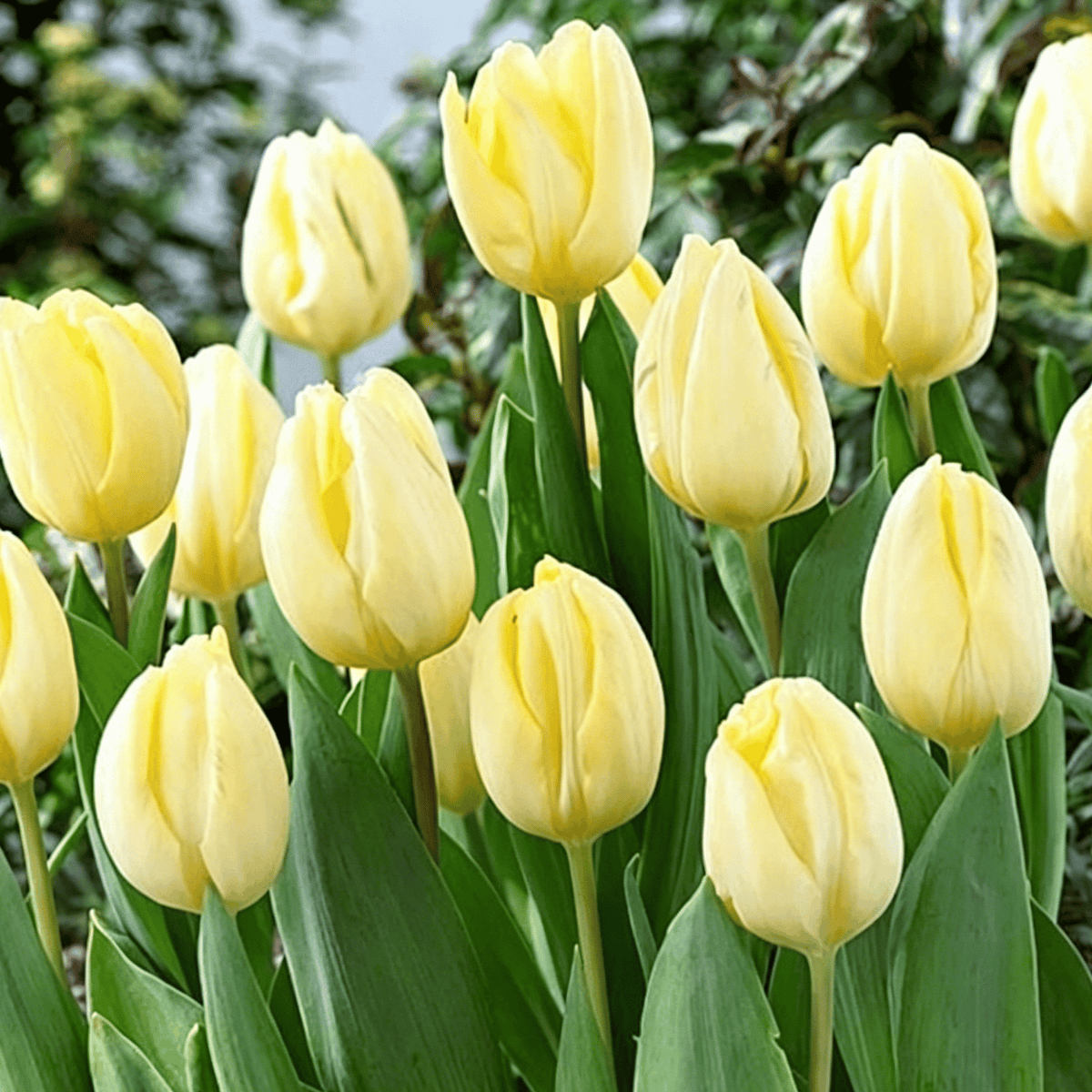 đ·Ritka tulipĂĄnmagok â SzĂnes tavaszi virĂĄgok cserepekbe, szegĂ©lyekbe Ă©s kertekbe