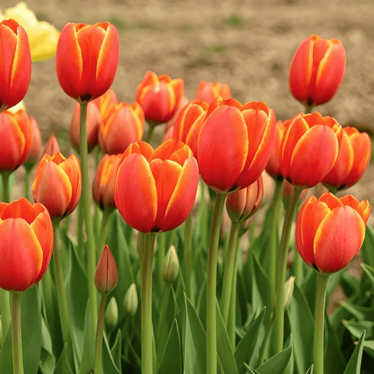 đ·Ritka tulipĂĄnmagok â SzĂnes tavaszi virĂĄgok cserepekbe, szegĂ©lyekbe Ă©s kertekbe
