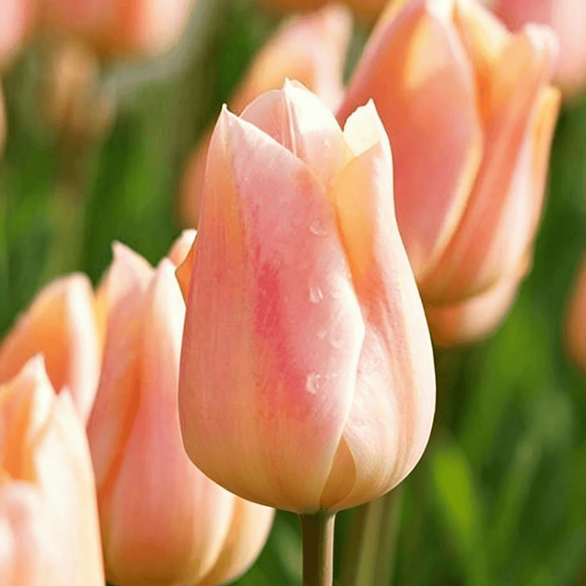 đ·Ritka tulipĂĄnmagok â SzĂnes tavaszi virĂĄgok cserepekbe, szegĂ©lyekbe Ă©s kertekbe