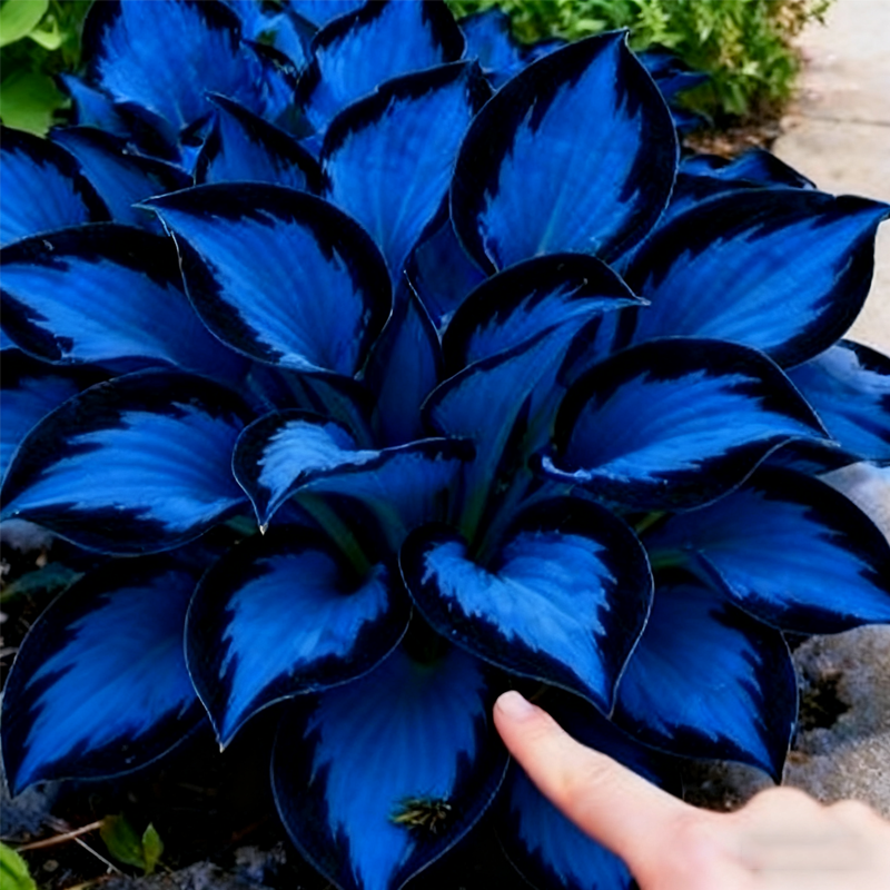đđ LimitĂĄlt kiadĂĄsĂș Purple Heart hosta â mĂ©ly, fejedelmi lombozat, csak nĂĄlunk!âšđż