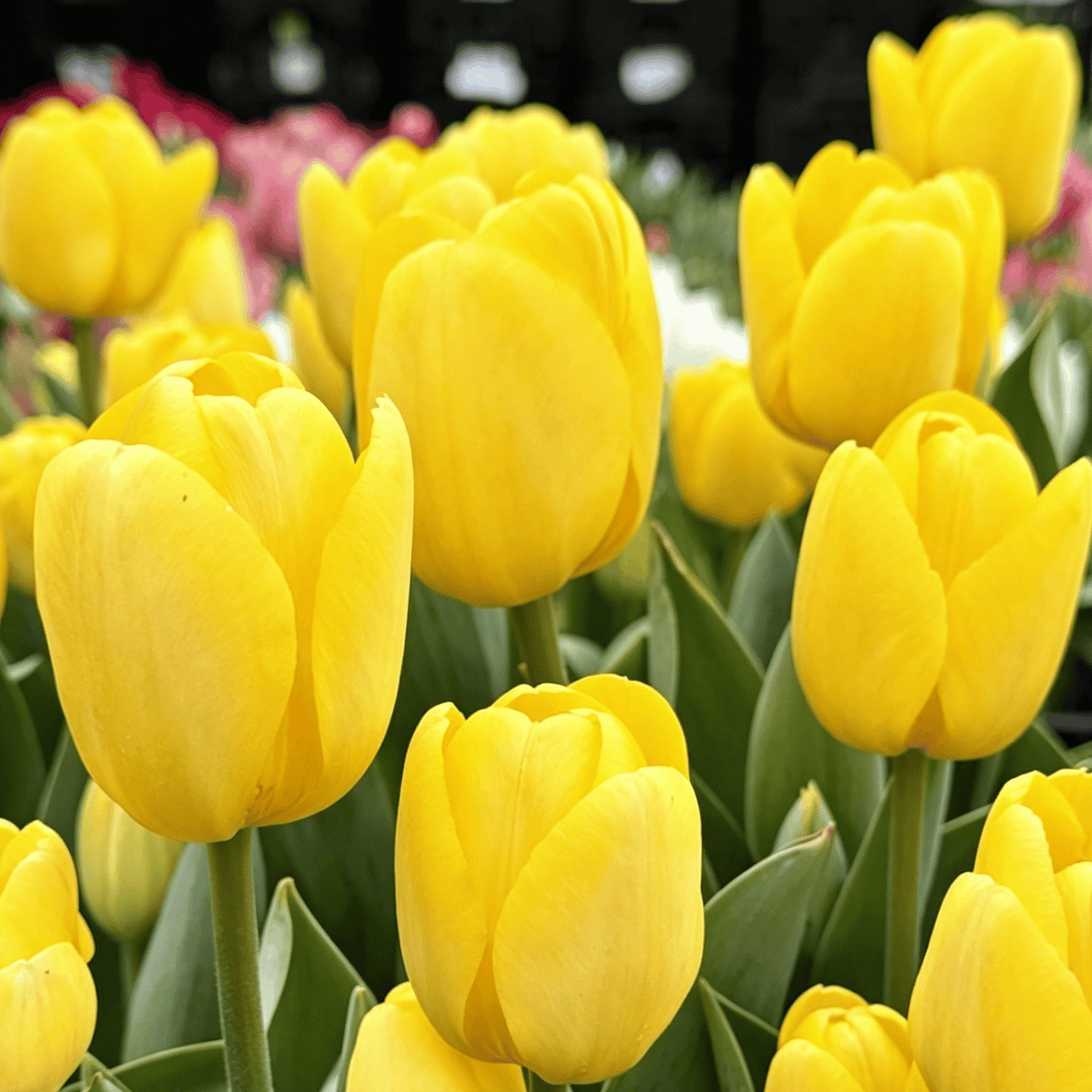 đ·Ritka tulipĂĄnmagok â SzĂnes tavaszi virĂĄgok cserepekbe, szegĂ©lyekbe Ă©s kertekbe