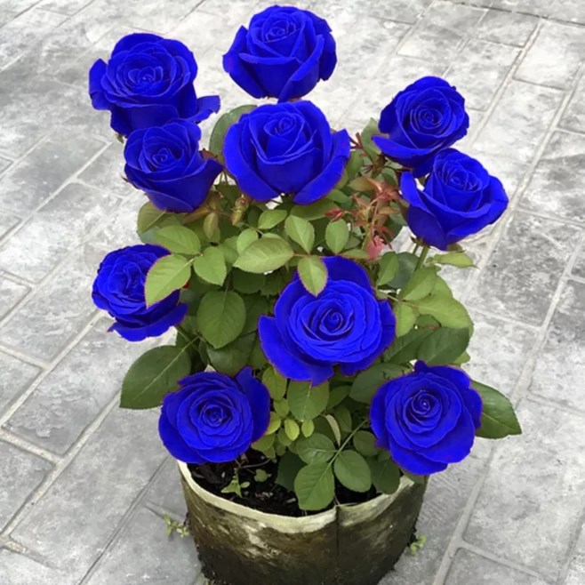 💙KÉK VARÁZSLÓ RÓZSA MAGOK✨