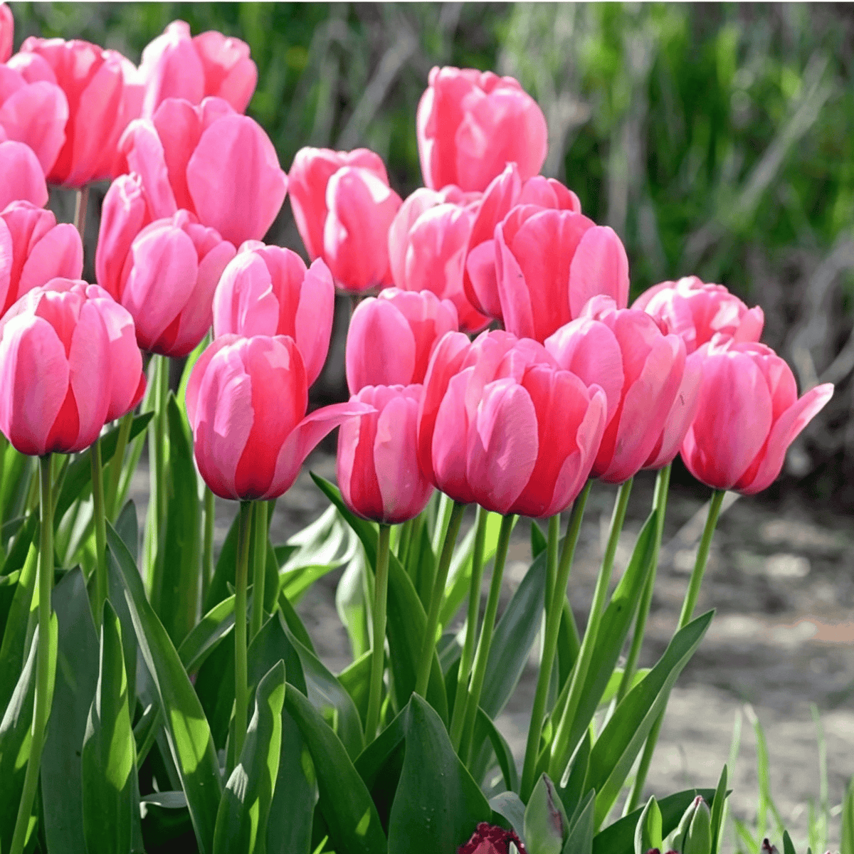 đ·Ritka tulipĂĄnmagok â SzĂnes tavaszi virĂĄgok cserepekbe, szegĂ©lyekbe Ă©s kertekbe