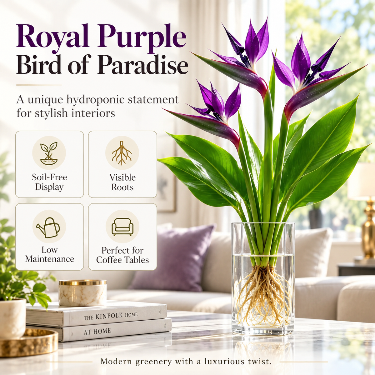 đïž Hydroponic Bird of Paradise Starter â Tropical Water-Grown Indoor Plant đ§đ±