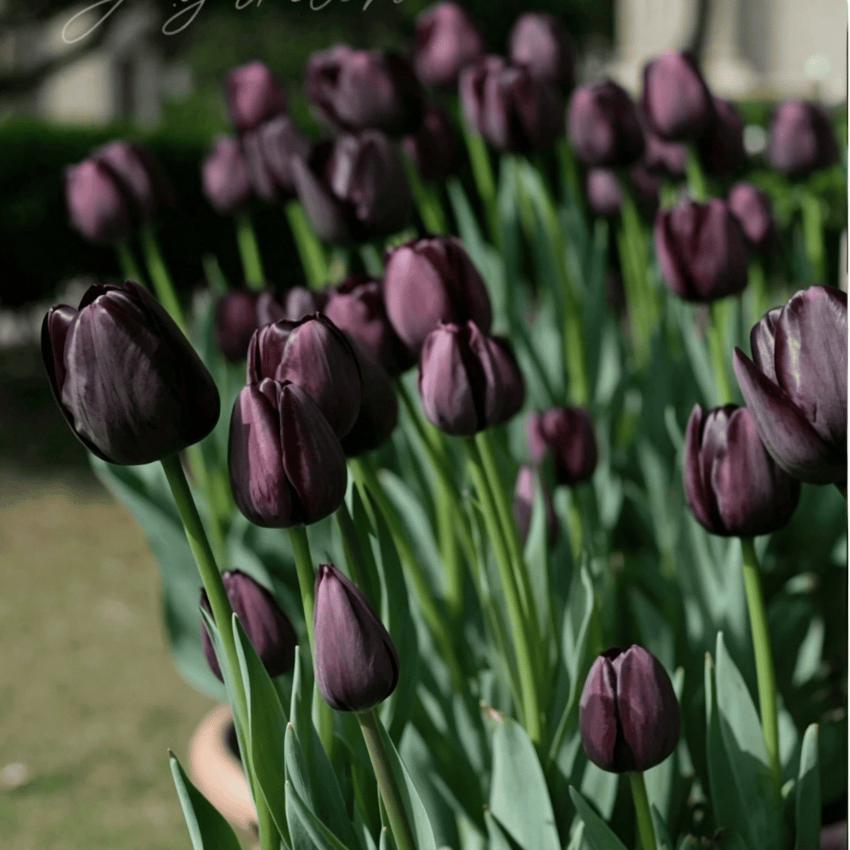 đ·Ritka tulipĂĄnmagok â SzĂnes tavaszi virĂĄgok cserepekbe, szegĂ©lyekbe Ă©s kertekbe