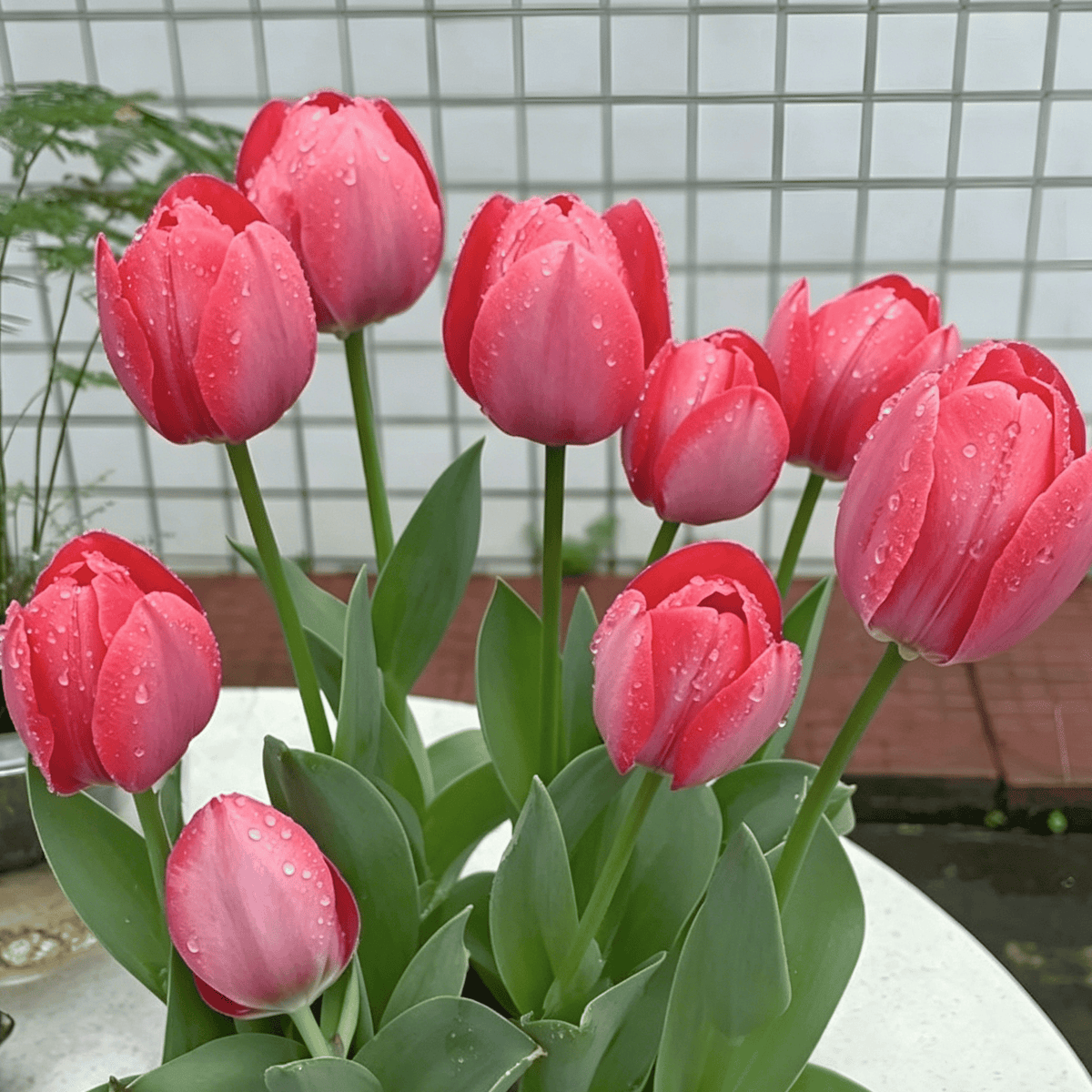 đ·Ritka tulipĂĄnmagok â SzĂnes tavaszi virĂĄgok cserepekbe, szegĂ©lyekbe Ă©s kertekbe