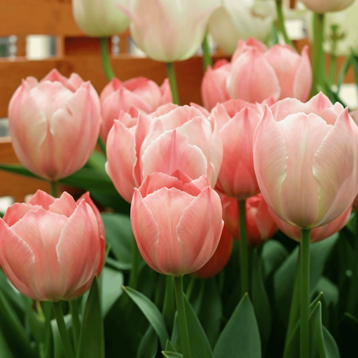 đ·Ritka tulipĂĄnmagok â SzĂnes tavaszi virĂĄgok cserepekbe, szegĂ©lyekbe Ă©s kertekbe