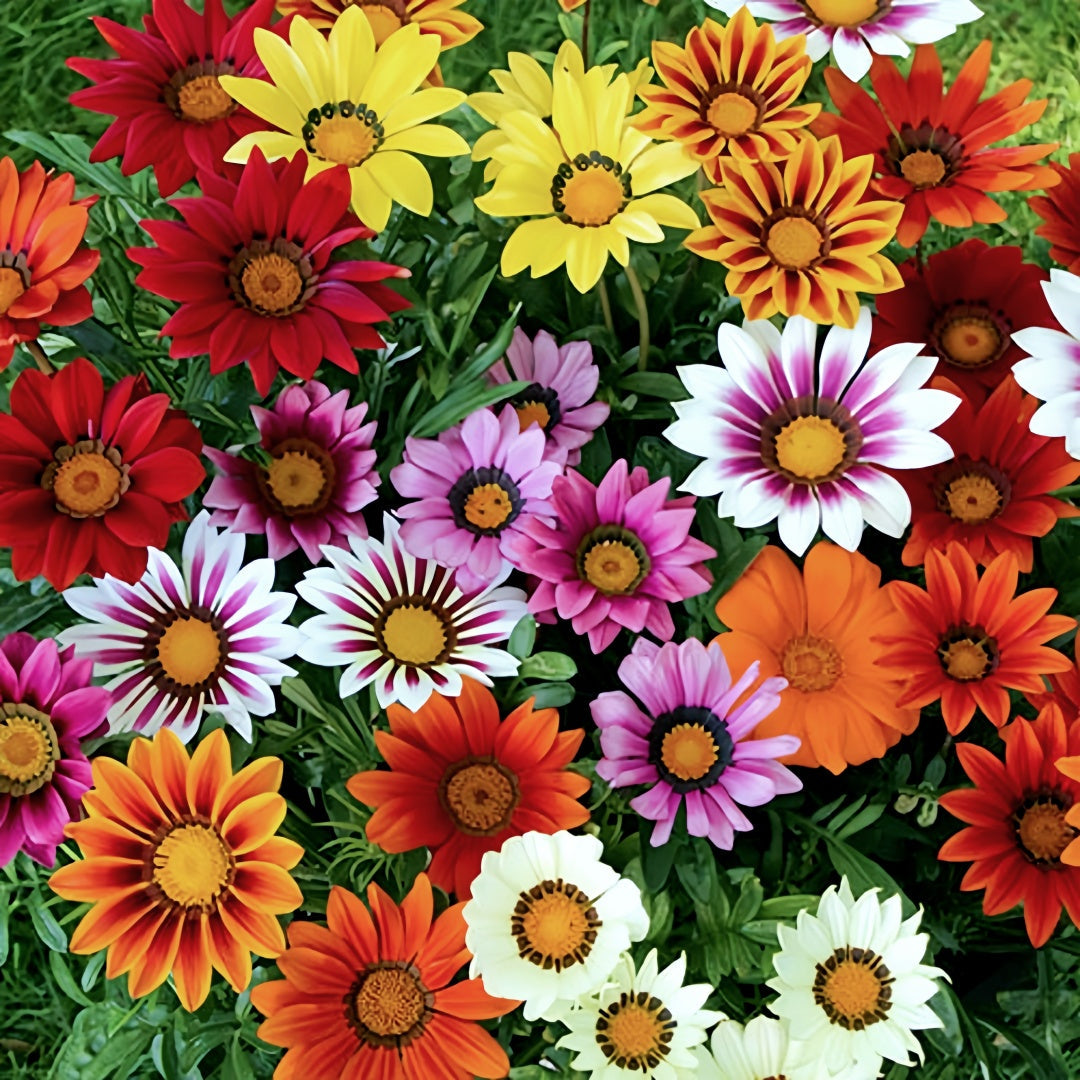 Gazania Mixed Seeds – Kincses Virágkeverék