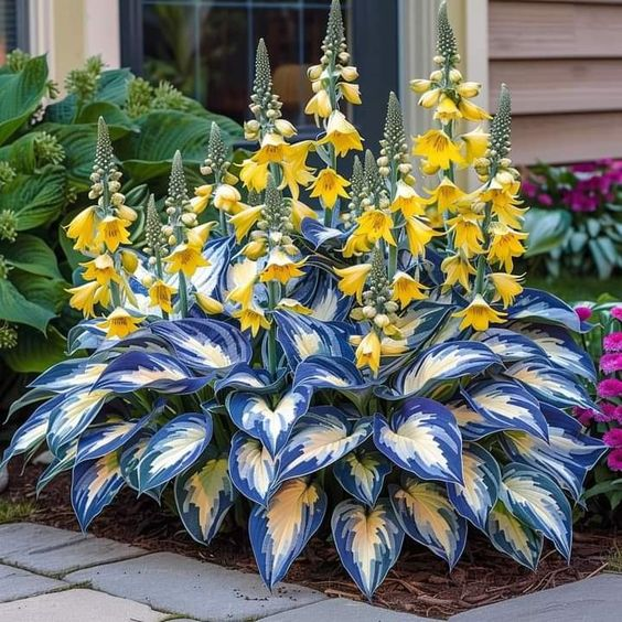 Hardy Beauty: Árnyék- és hidegálló hosta virágok