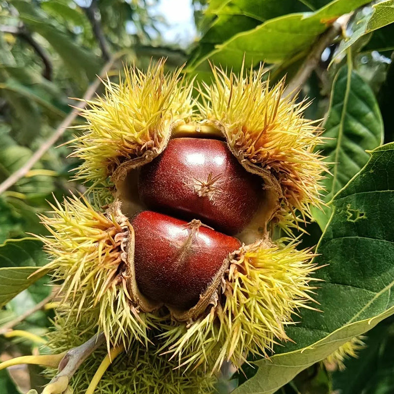 Törpe vadgesztenye magok – édes és aromás diófélék