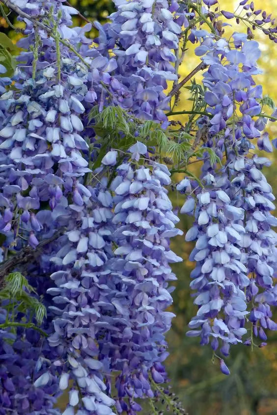 🌸Akácmagok – A kert zuhatagszerű szépsége egész évben💗