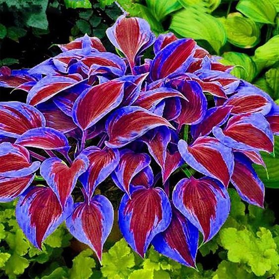 đRitka többszĂnƱ hosta magok
