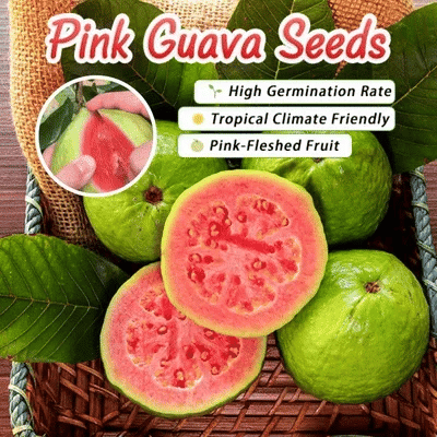 đ„Organikus rĂłzsaszĂn guava magok | đżGyors csĂrĂĄzĂĄsra elĆkĂ©szĂtve (99%-os csĂrĂĄzĂĄs)