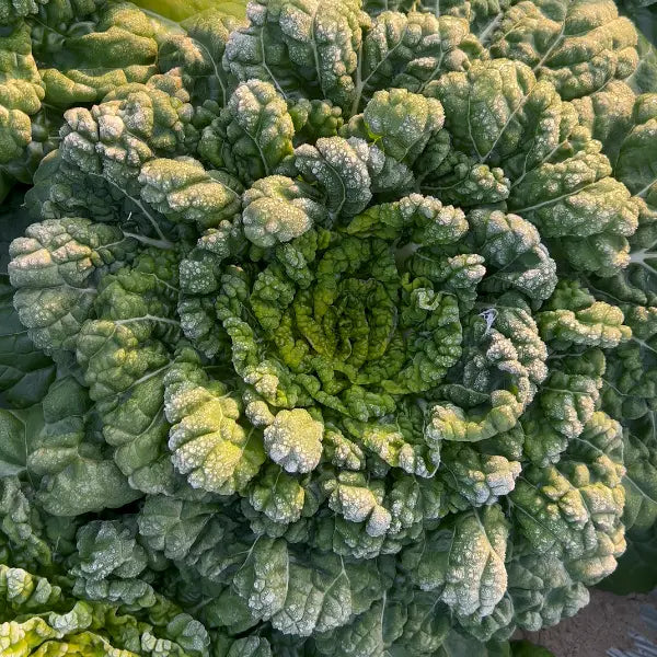 Brassica Narinosa magvak (WuTat Choy)