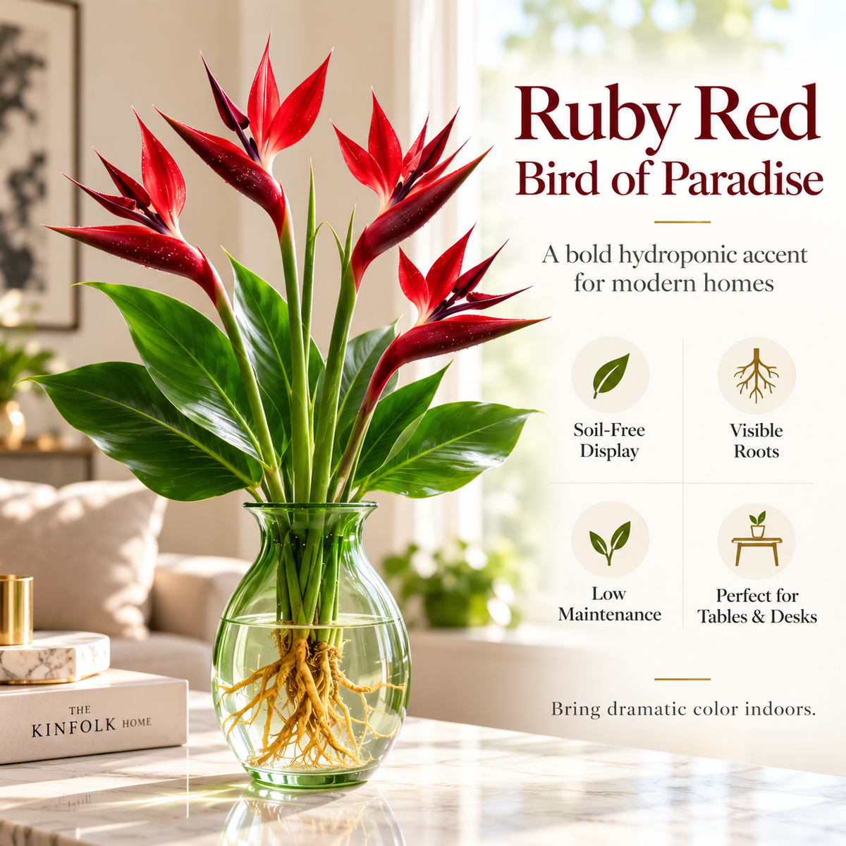 đïž Hydroponic Bird of Paradise Starter â Tropical Water-Grown Indoor Plant đ§đ±