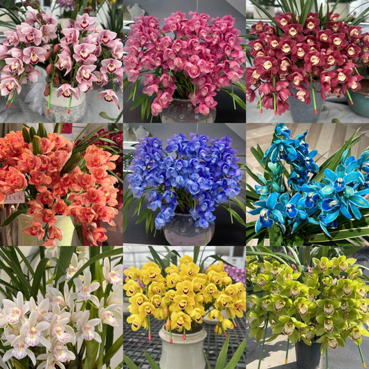 👑 Az orchideák királynője — Tartós Cymbidium hagymák