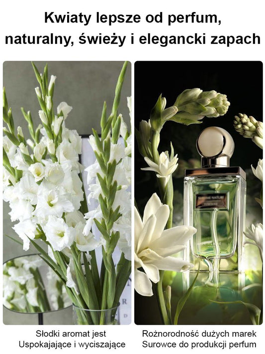 【Illatosabb, mint a parfüm】A tubarózsa virágai több ezer kilométeren át illatoznak, minden évben virágzik.