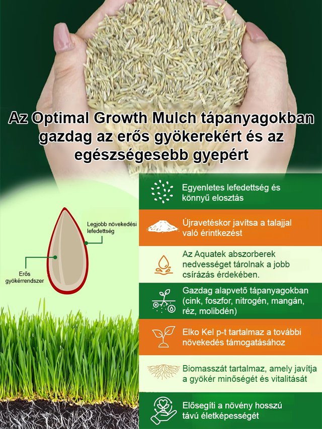 7 napos, gyorsan növő zöld fű egész évben