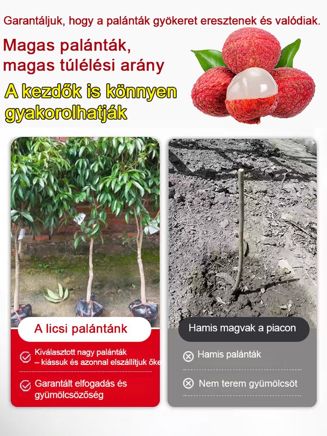 Prémium licsi palánták! Nagy gyümölcs, vastag hús, 99% túlélési arány!