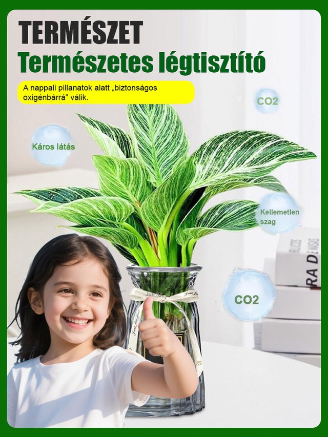 【Szárazságtűrő mérgekirály】Platina-gyémánt-zöld hercegnő nagy levelű cserepes növény