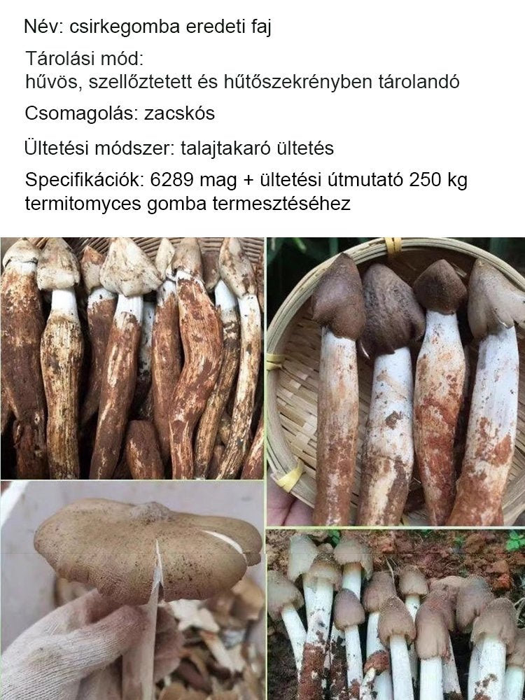 Autentikus "Jizong" gombafajta