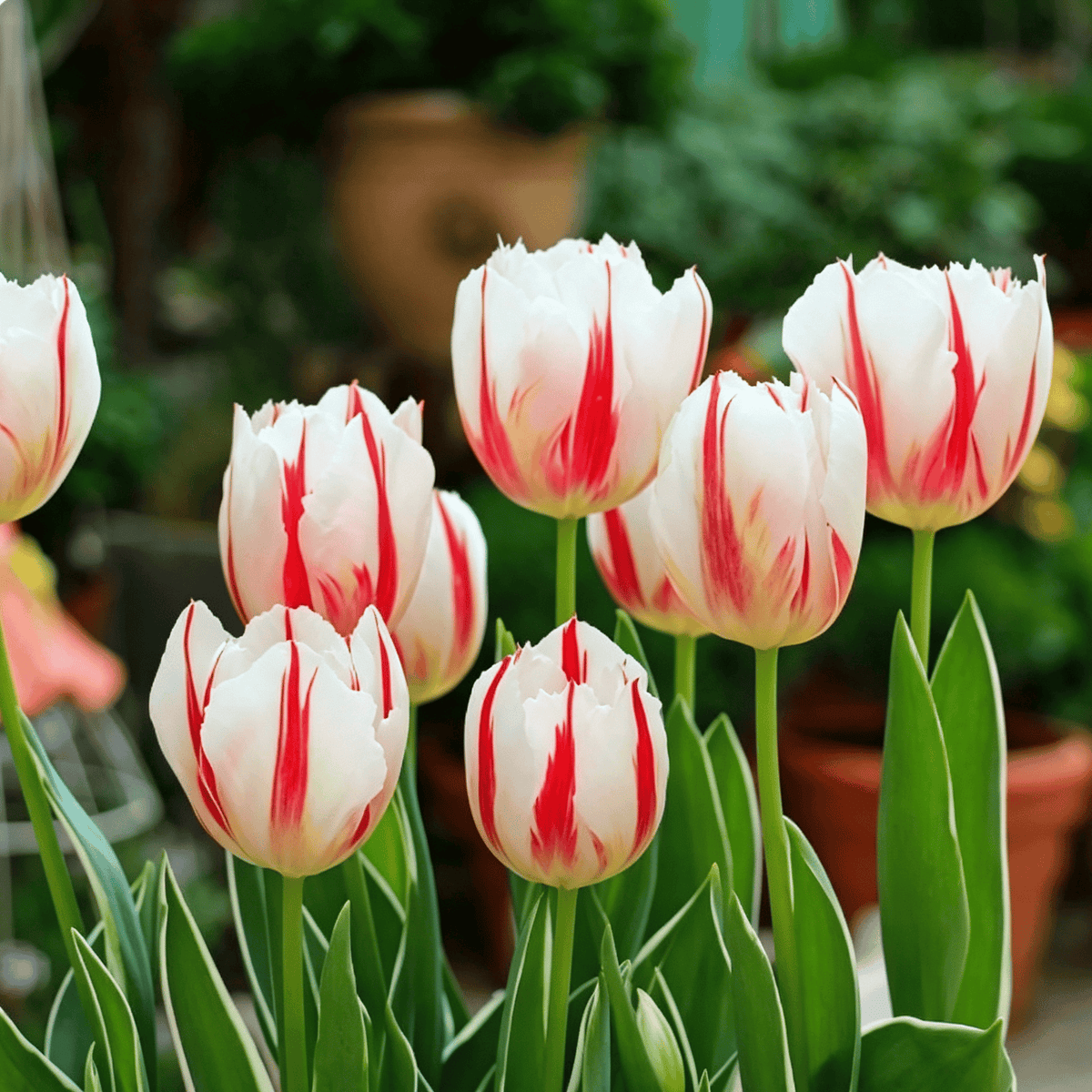đ·Ritka tulipĂĄnmagok â SzĂnes tavaszi virĂĄgok cserepekbe, szegĂ©lyekbe Ă©s kertekbe