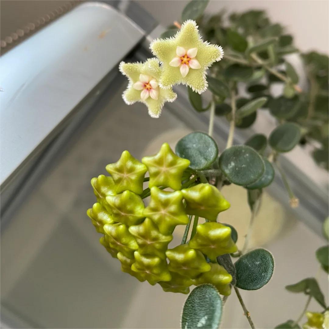 ✨ Hoya – az égből lehulló csillagok 🌌