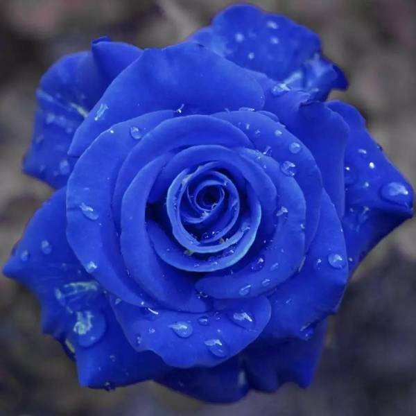 💙KÉK VARÁZSLÓ RÓZSA MAGOK✨