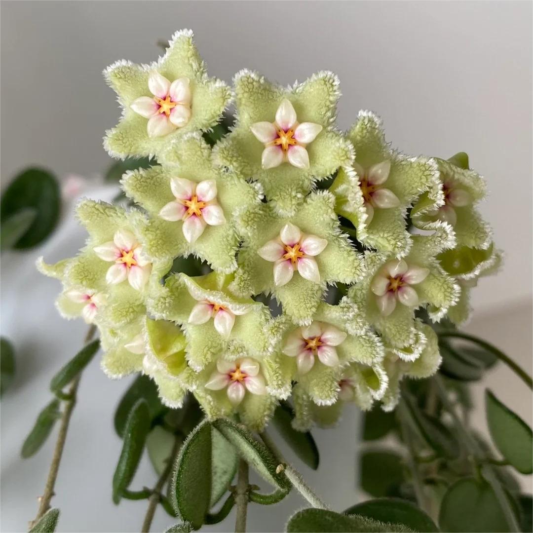 ✨ Hoya – az égből lehulló csillagok 🌌