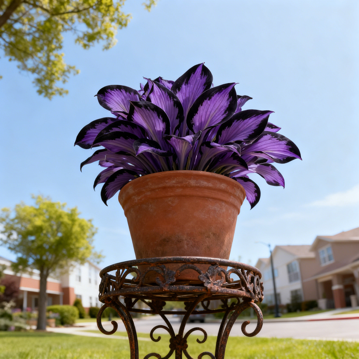 đđ LimitĂĄlt kiadĂĄsĂș Purple Heart hosta â mĂ©ly, fejedelmi lombozat, csak nĂĄlunk!âšđż