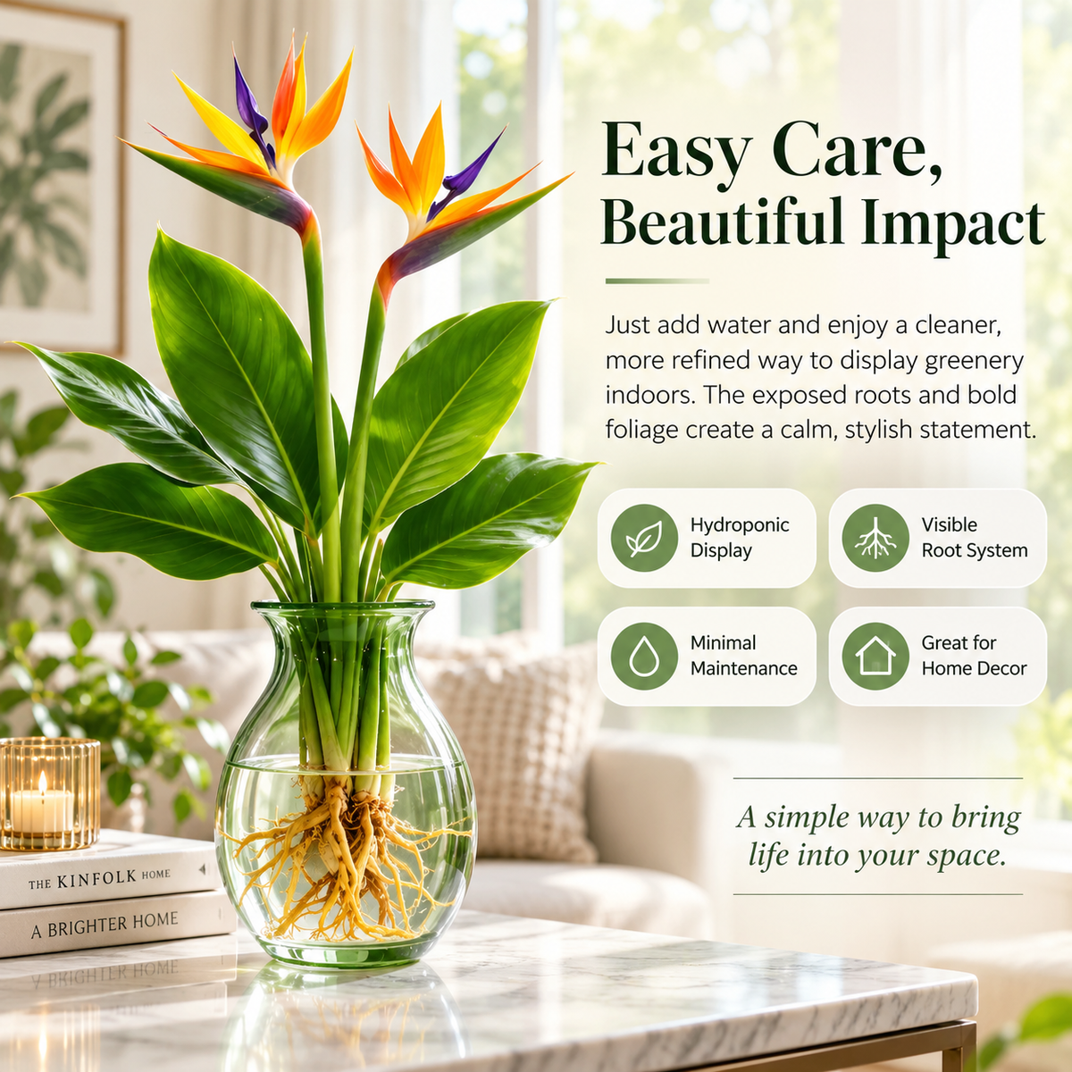 đïž Hydroponic Bird of Paradise Starter â Tropical Water-Grown Indoor Plant đ§đ±