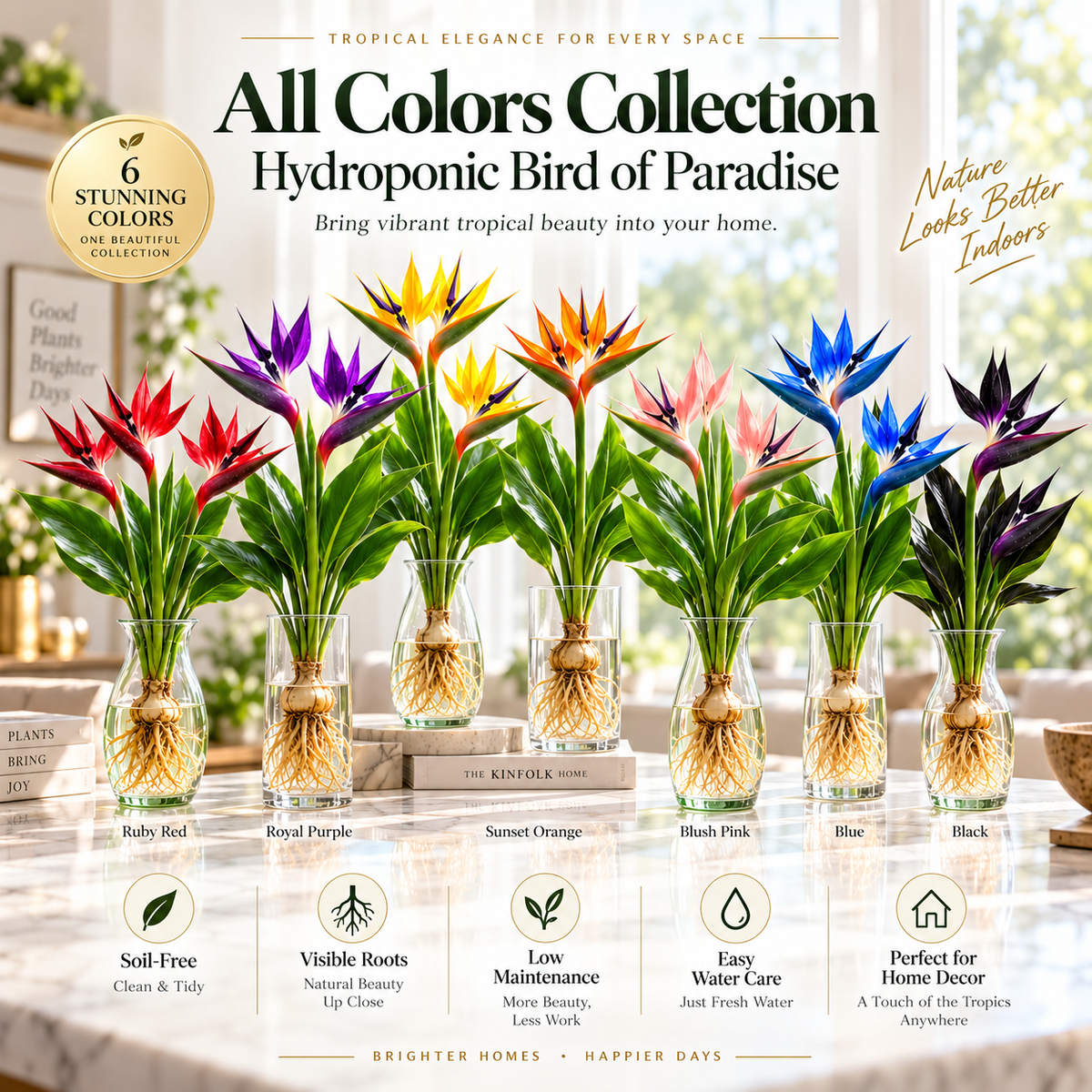 đïž Hydroponic Bird of Paradise Starter â Tropical Water-Grown Indoor Plant đ§đ±